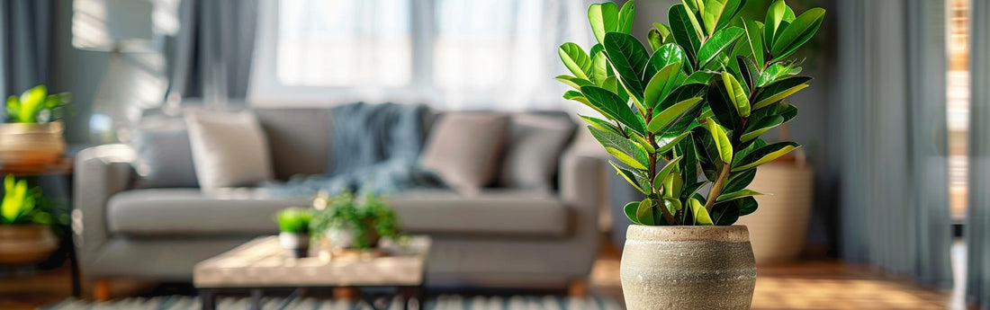 3 Houseplant for Dark corners