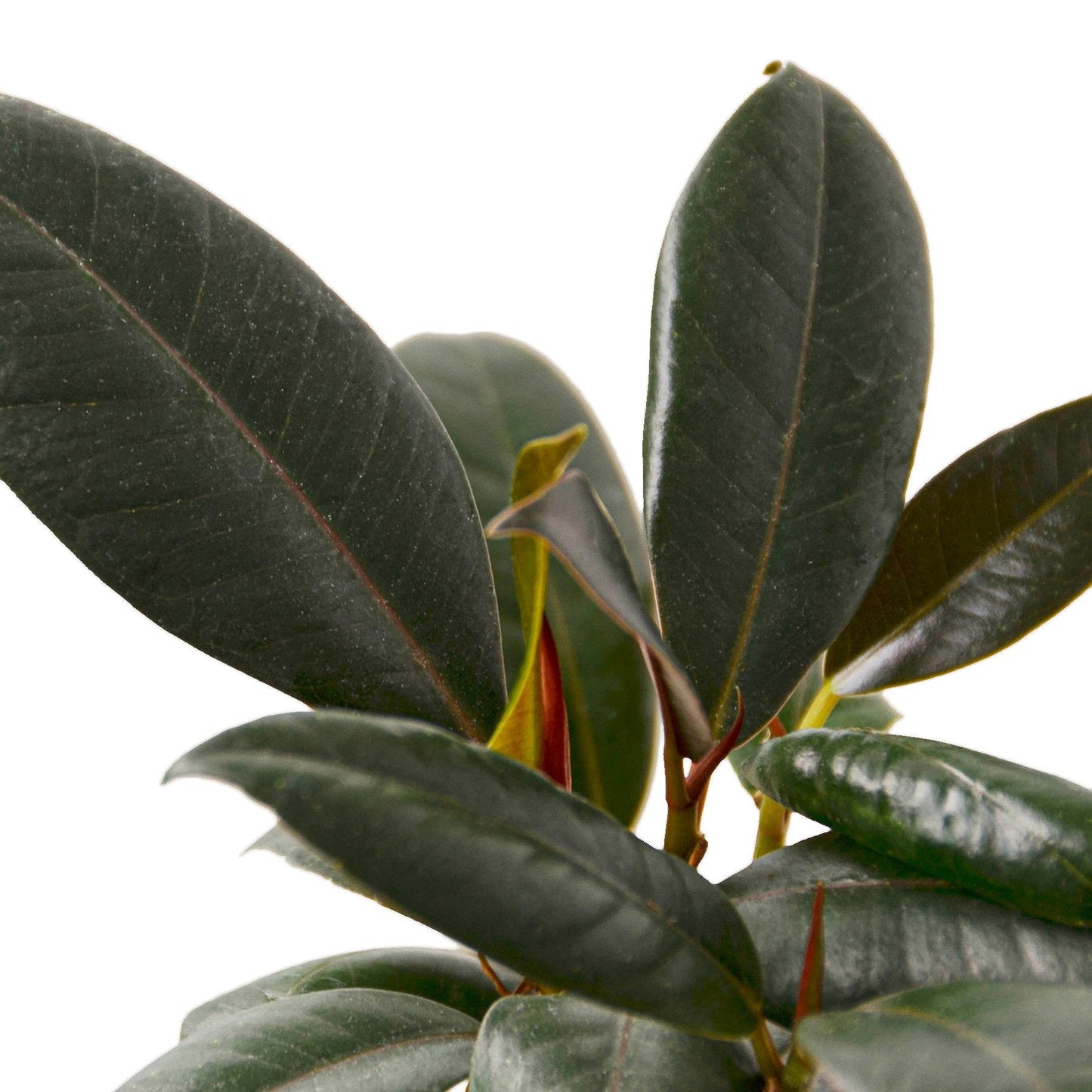 Rubber Plant Ficus Elastica 'Burgundy'