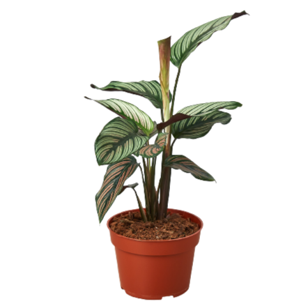 Calathea 'White Star'