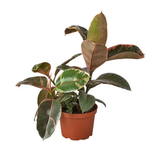 Rubber Plant Ficus Elastica 'Ruby Pink'