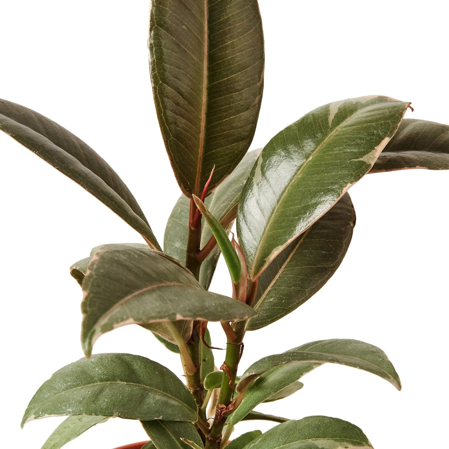 Rubber Plant Ficus Elastica 'Tineke'