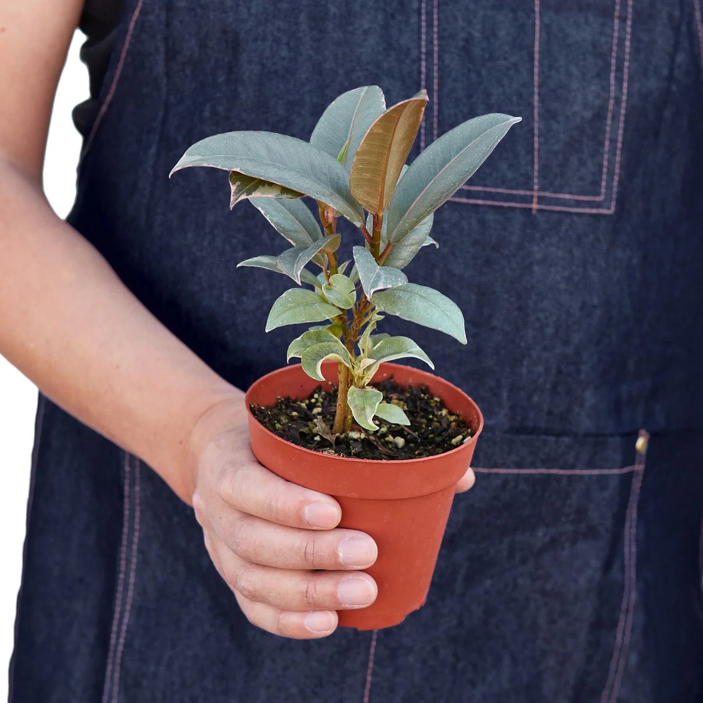 Rubber Plant Ficus Elastica 'Tineke'