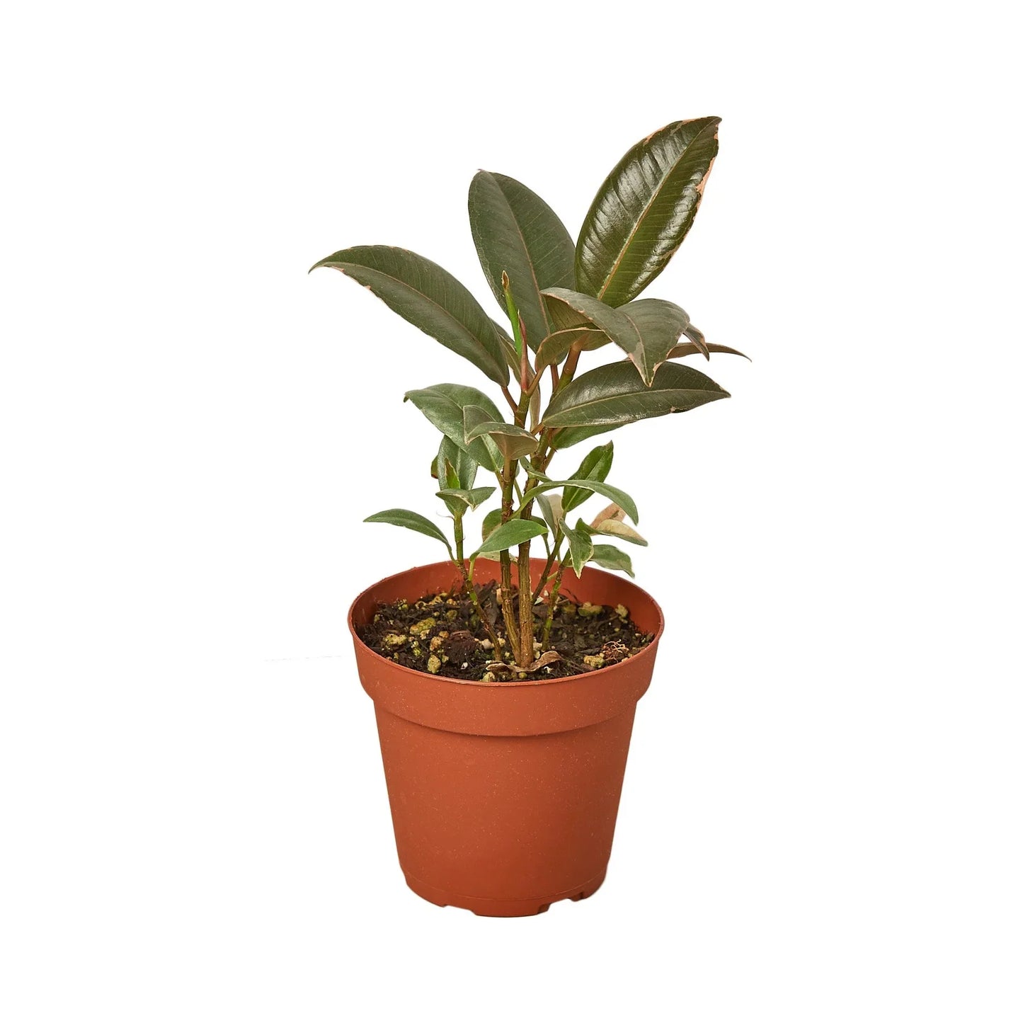 Rubber Plant Ficus Elastica 'Tineke'