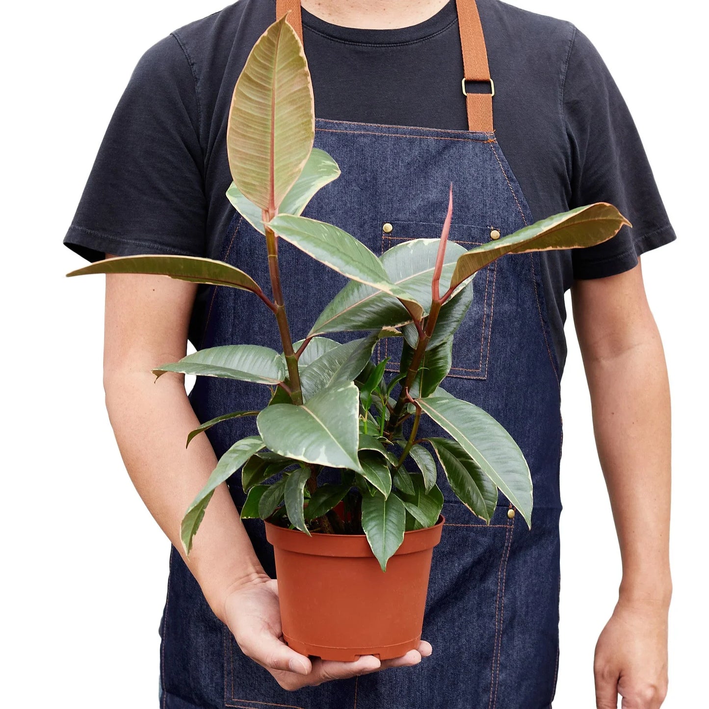 Rubber Plant Ficus Elastica 'Tineke'