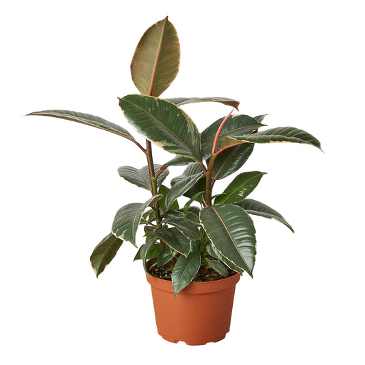 Rubber Plant Ficus Elastica 'Tineke'