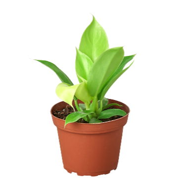 Philodendron 'Moonlight'