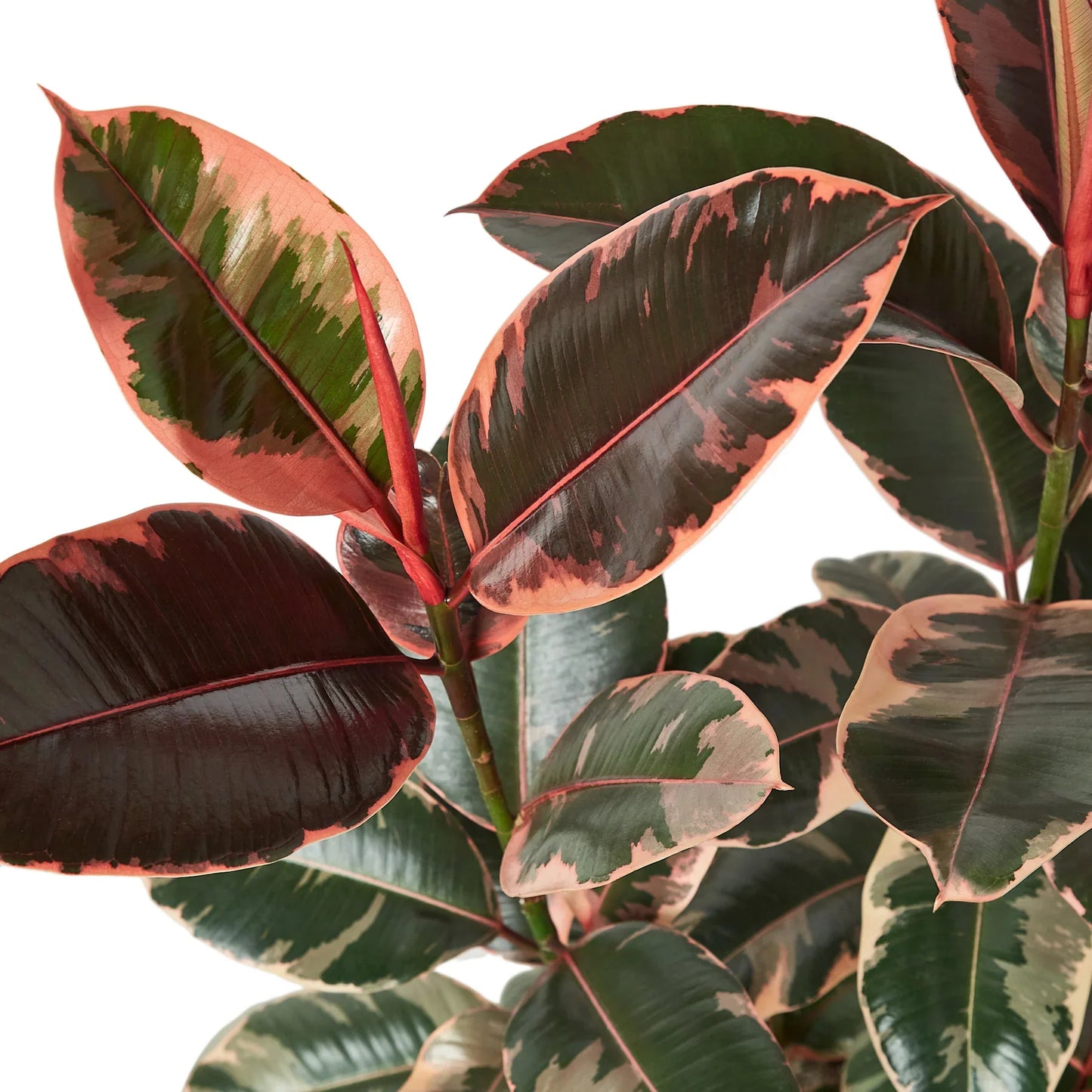 Rubber Plant Ficus Elastica 'Ruby Pink'