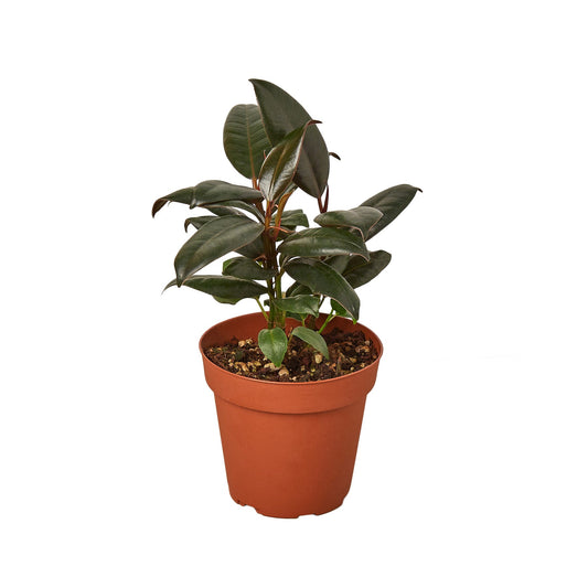 Rubber Plant Ficus Elastica 'Burgundy'