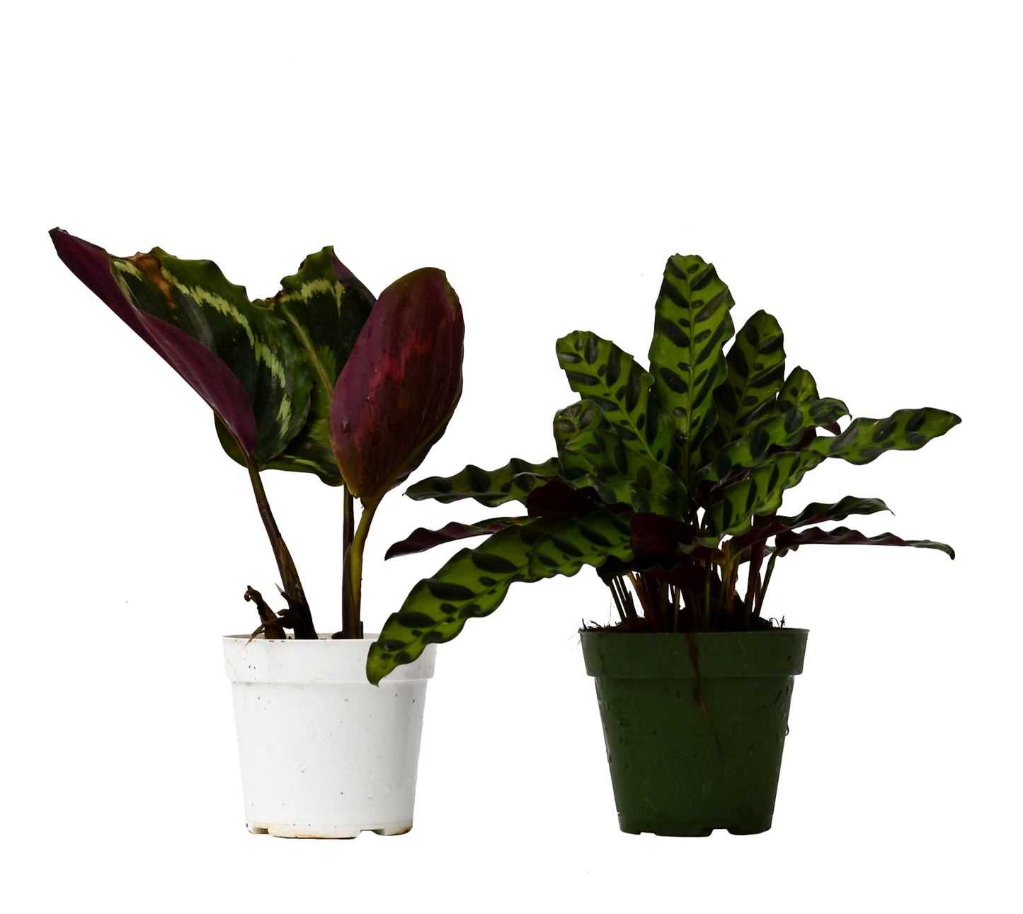 2 Calathea Plants Variety Pack in 4" Pots