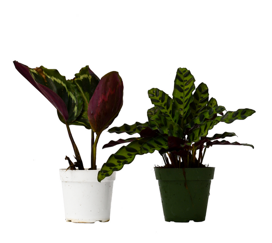 2 Calathea Plants Variety Pack in 4" Pots