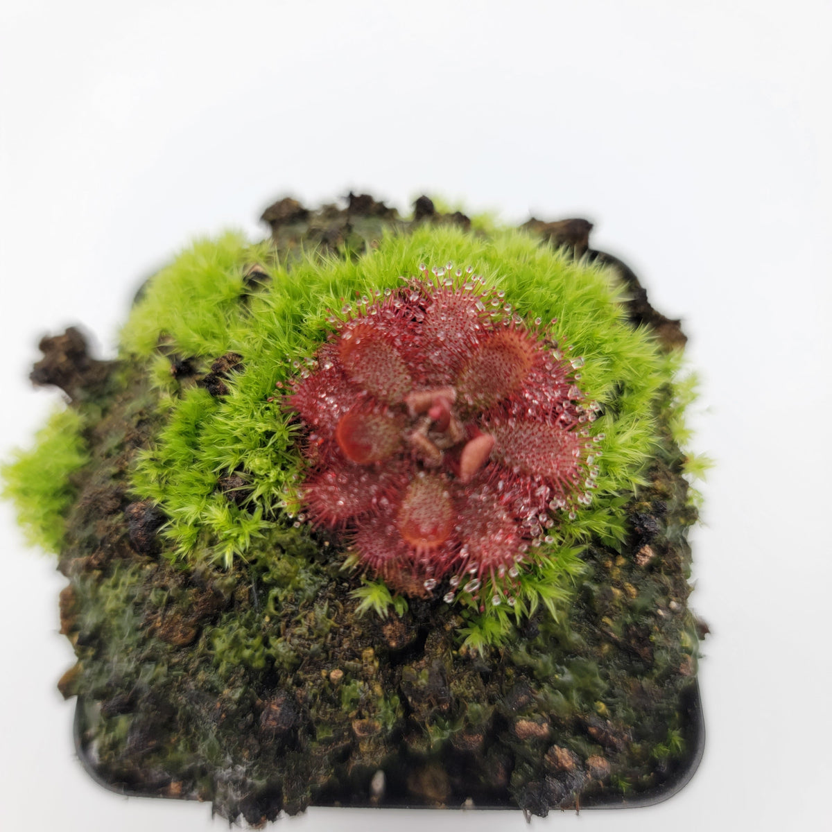 Sundews (Drosera) tomentosa