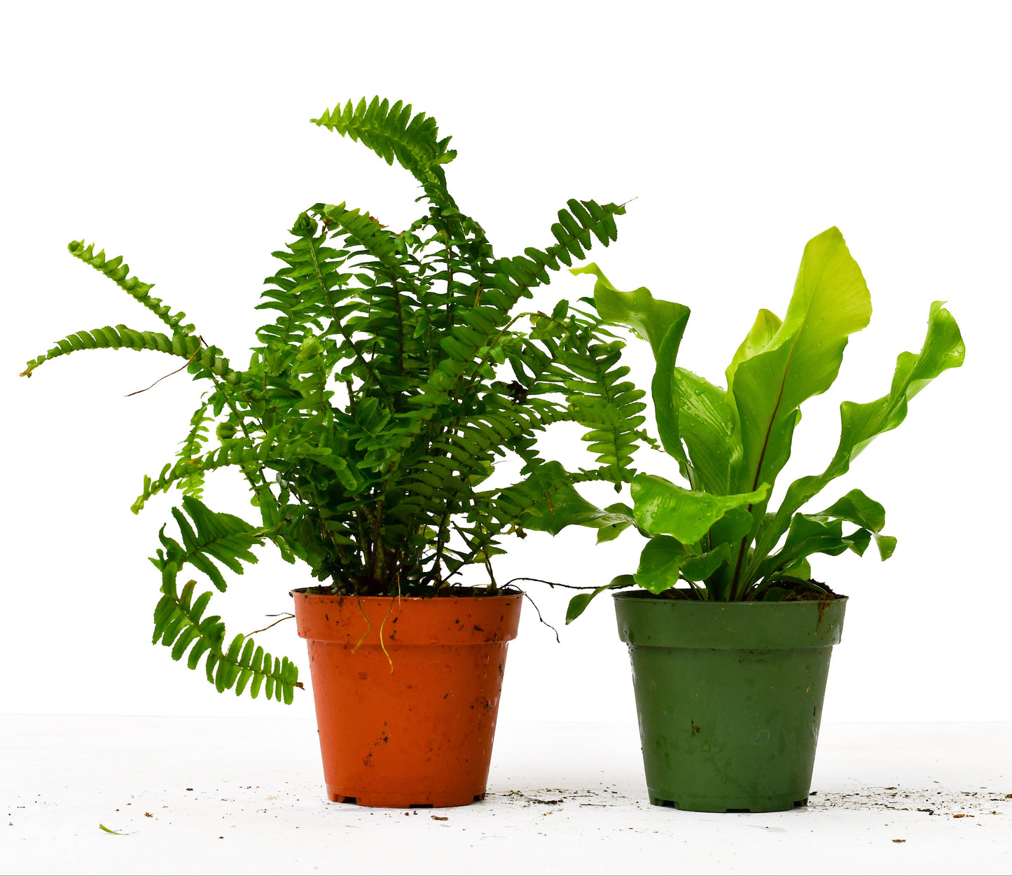 2 Fern Variety Pack - 4" Pot