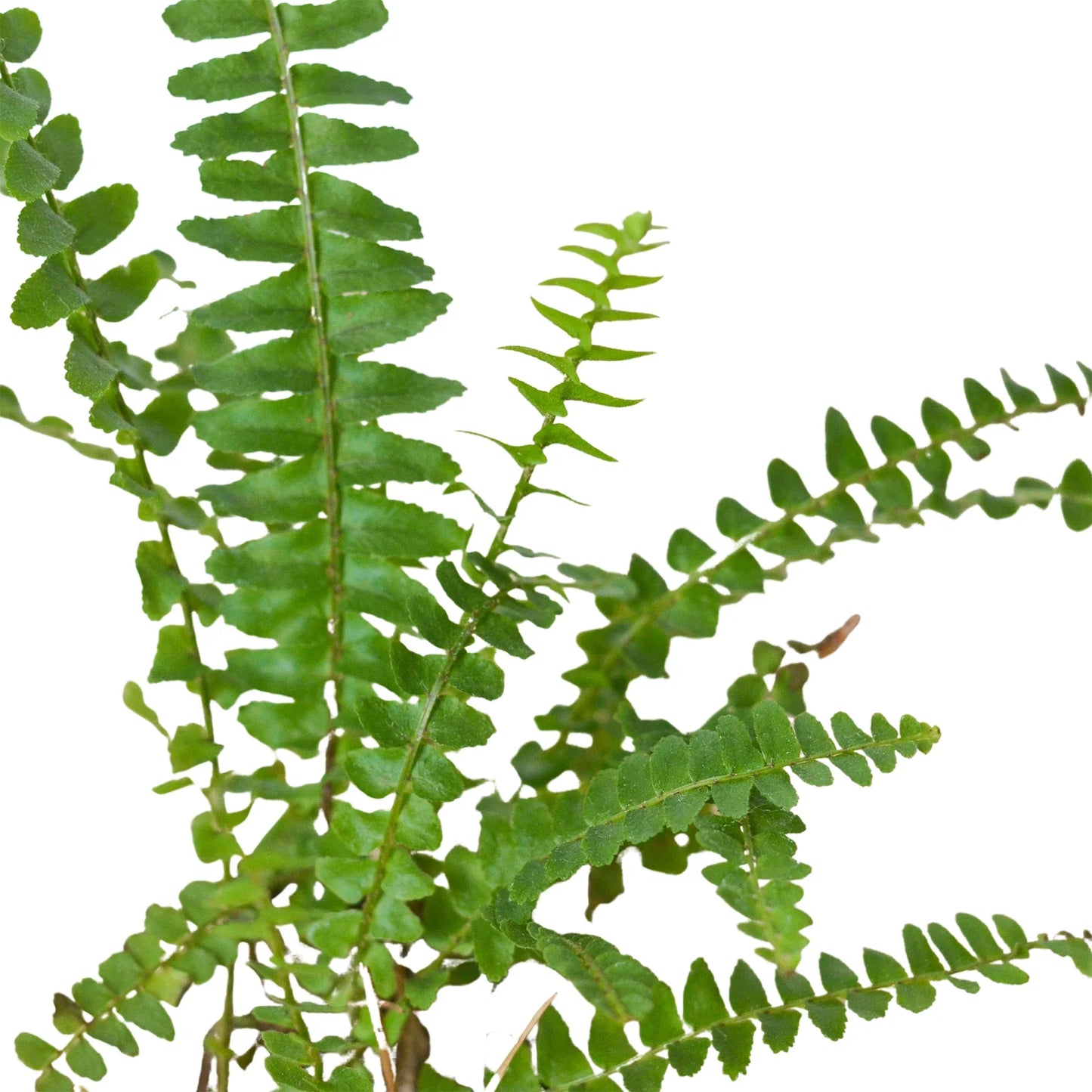 Boston Fern