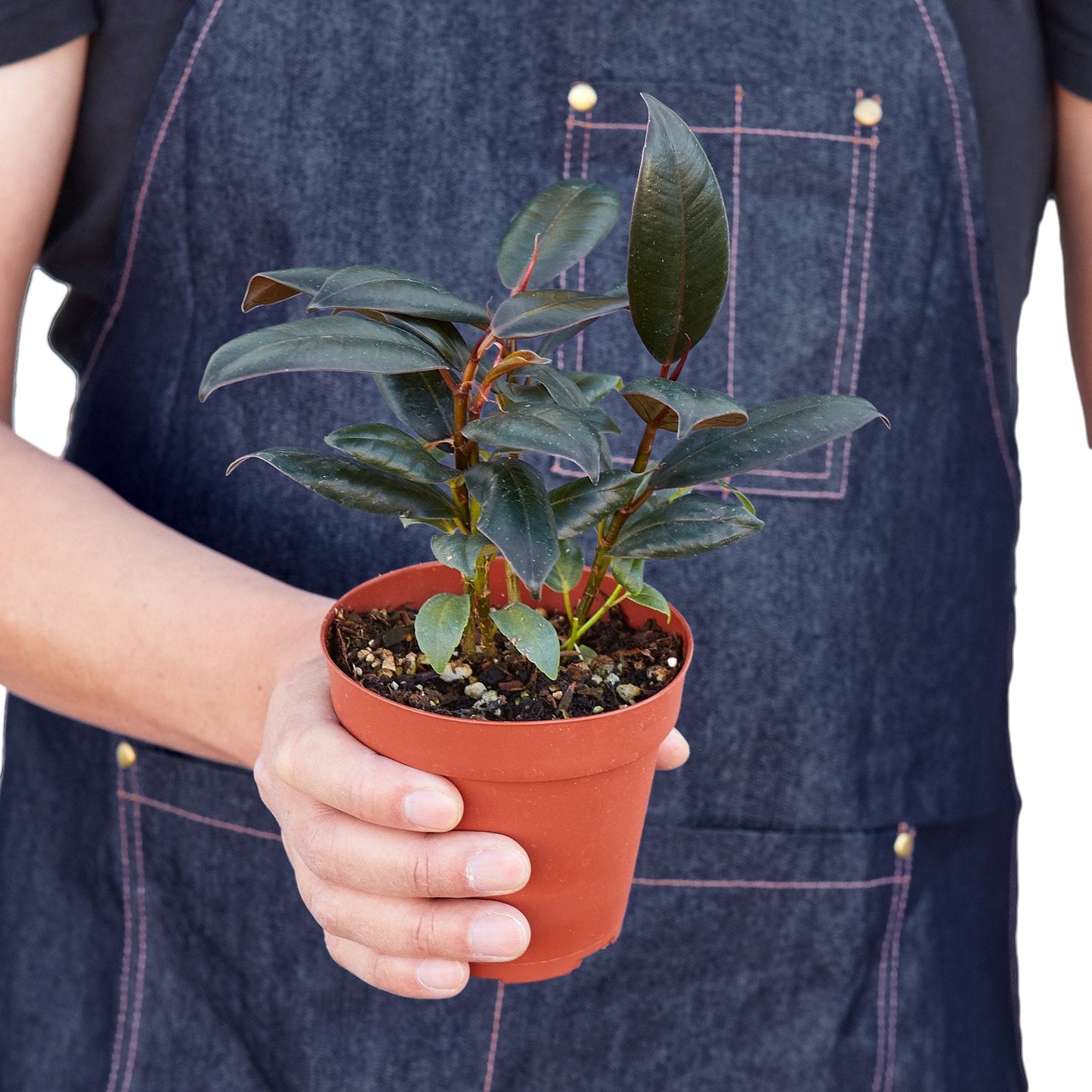 Rubber Plant Ficus Elastica 'Burgundy'