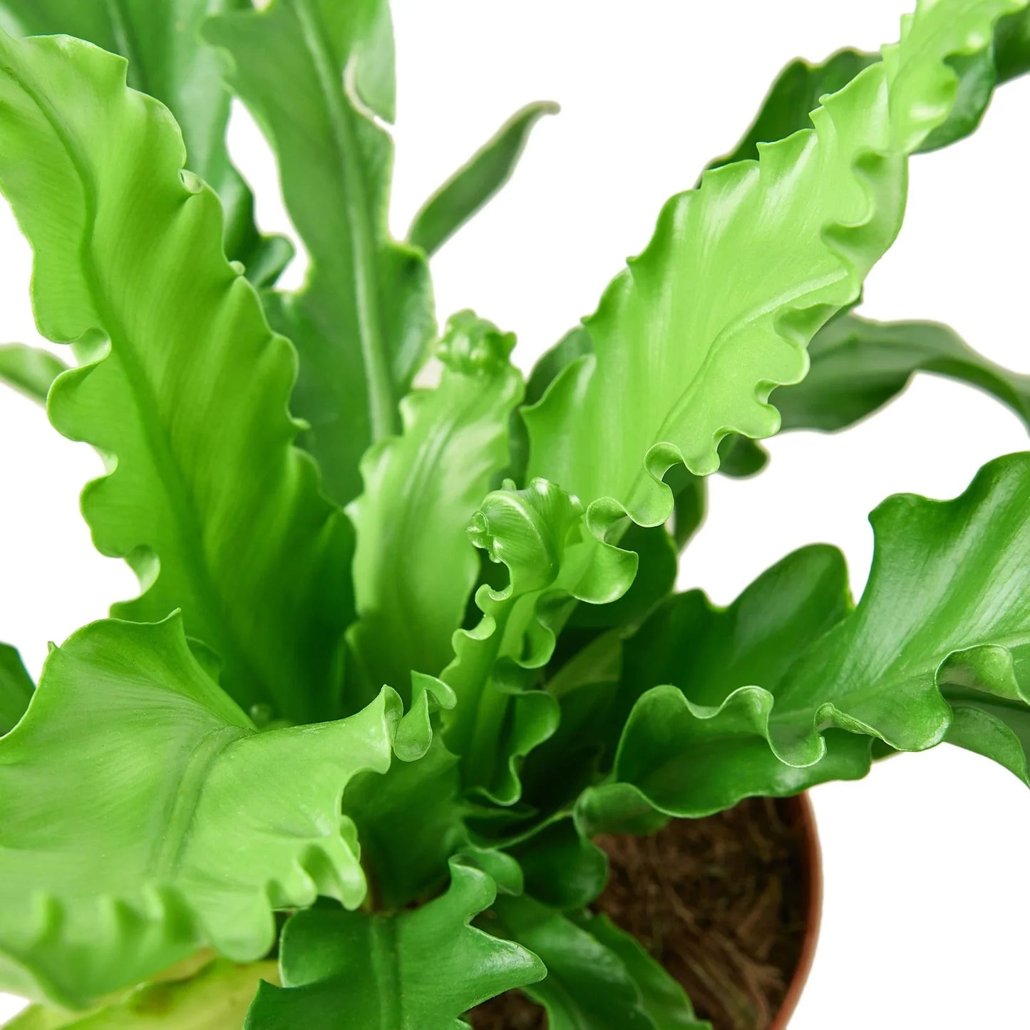 Bird Nest 'Victoria' Fern