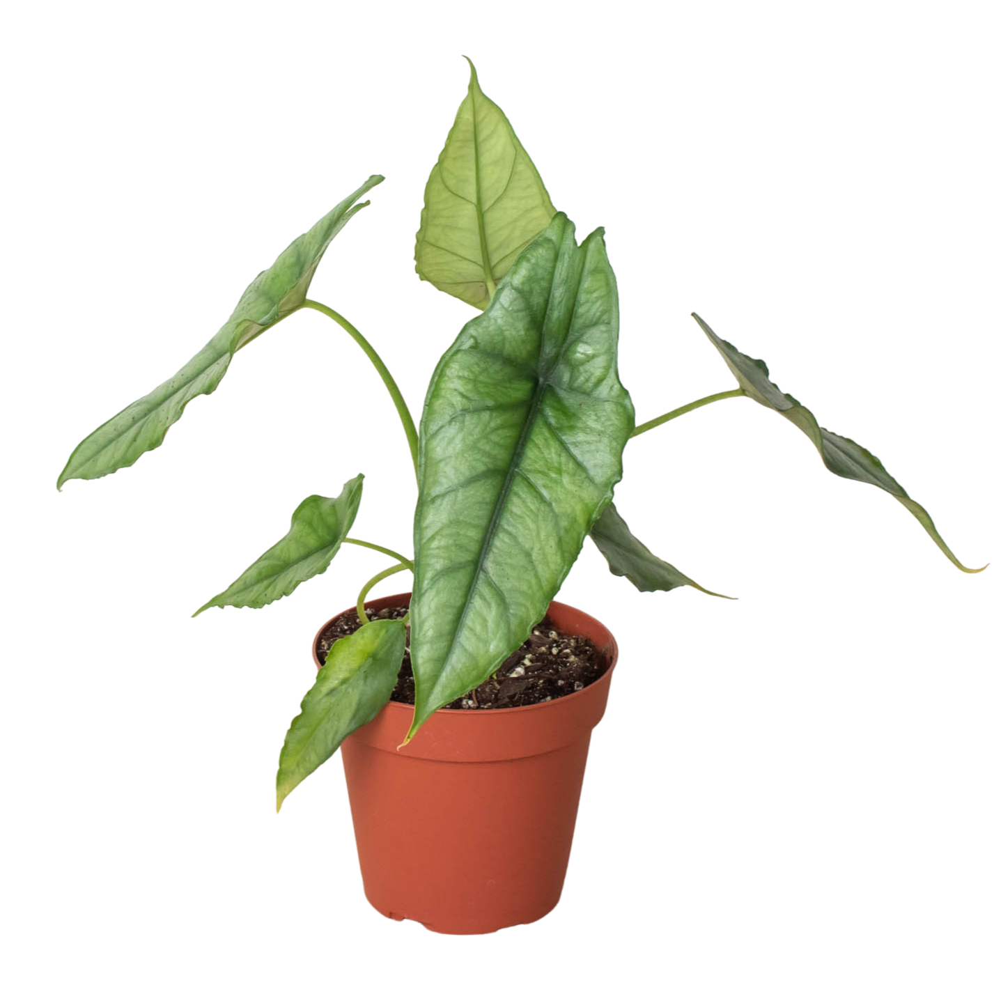 Alocasia 'Dragons Breath'