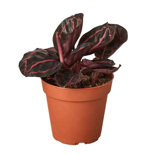 Calathea 'Dottie'