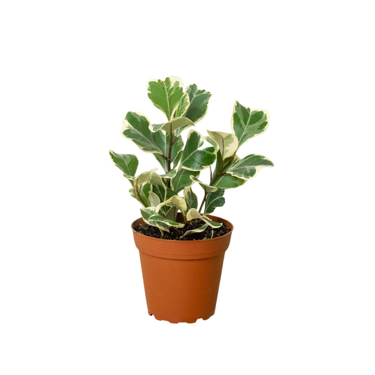 Rubber Plant Ficus Elastica 'Triangularis' Variegated