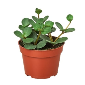 Peperomia 'Hope'