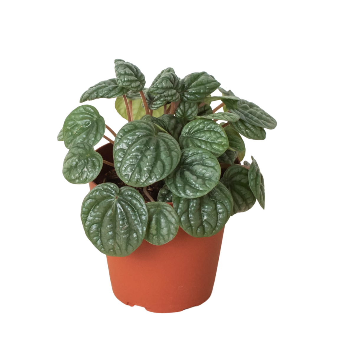 Peperomia 'Burbella'