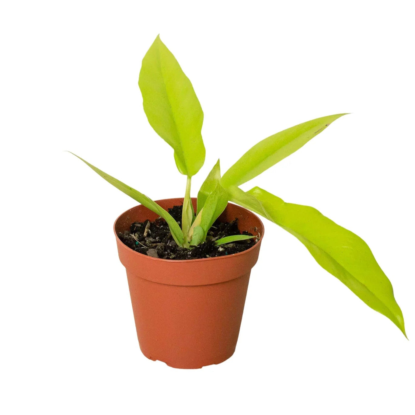 Philodendron 'Ring of Fire Gold'