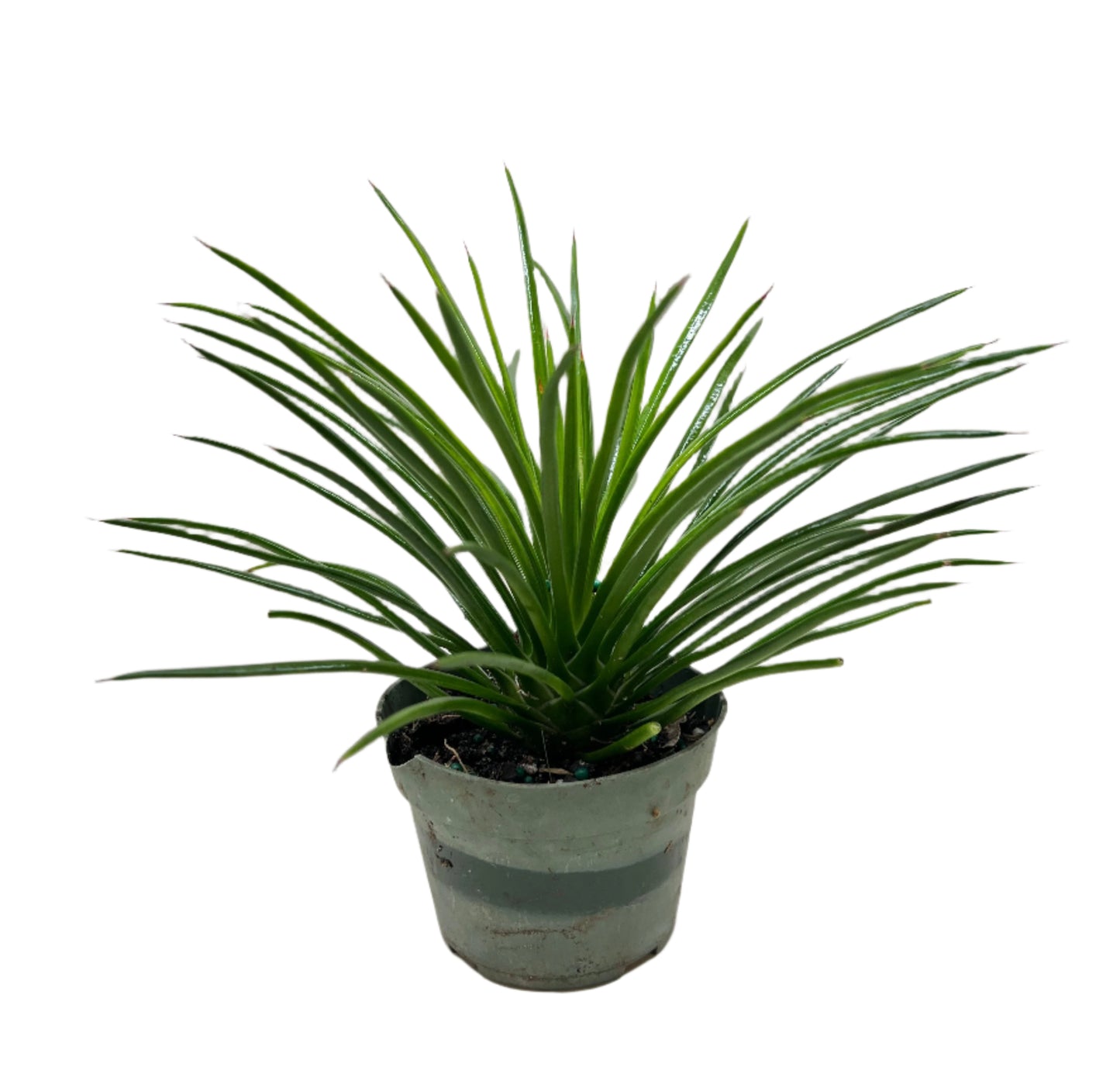 Succulent Agave Twin Flower