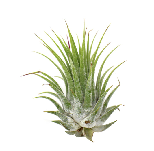 Tillandsia Air Plant Ionantha - 5 Pack