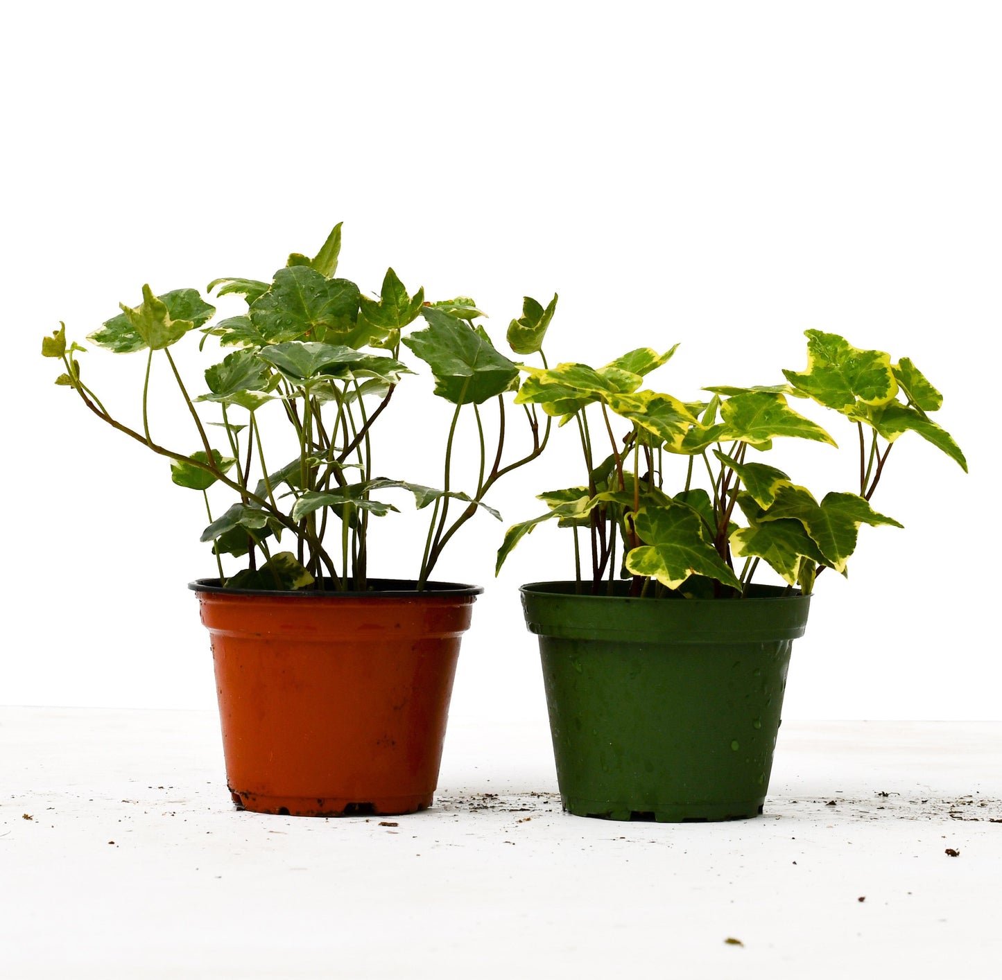 2 English Ivy Variety Pack - 4" Pot