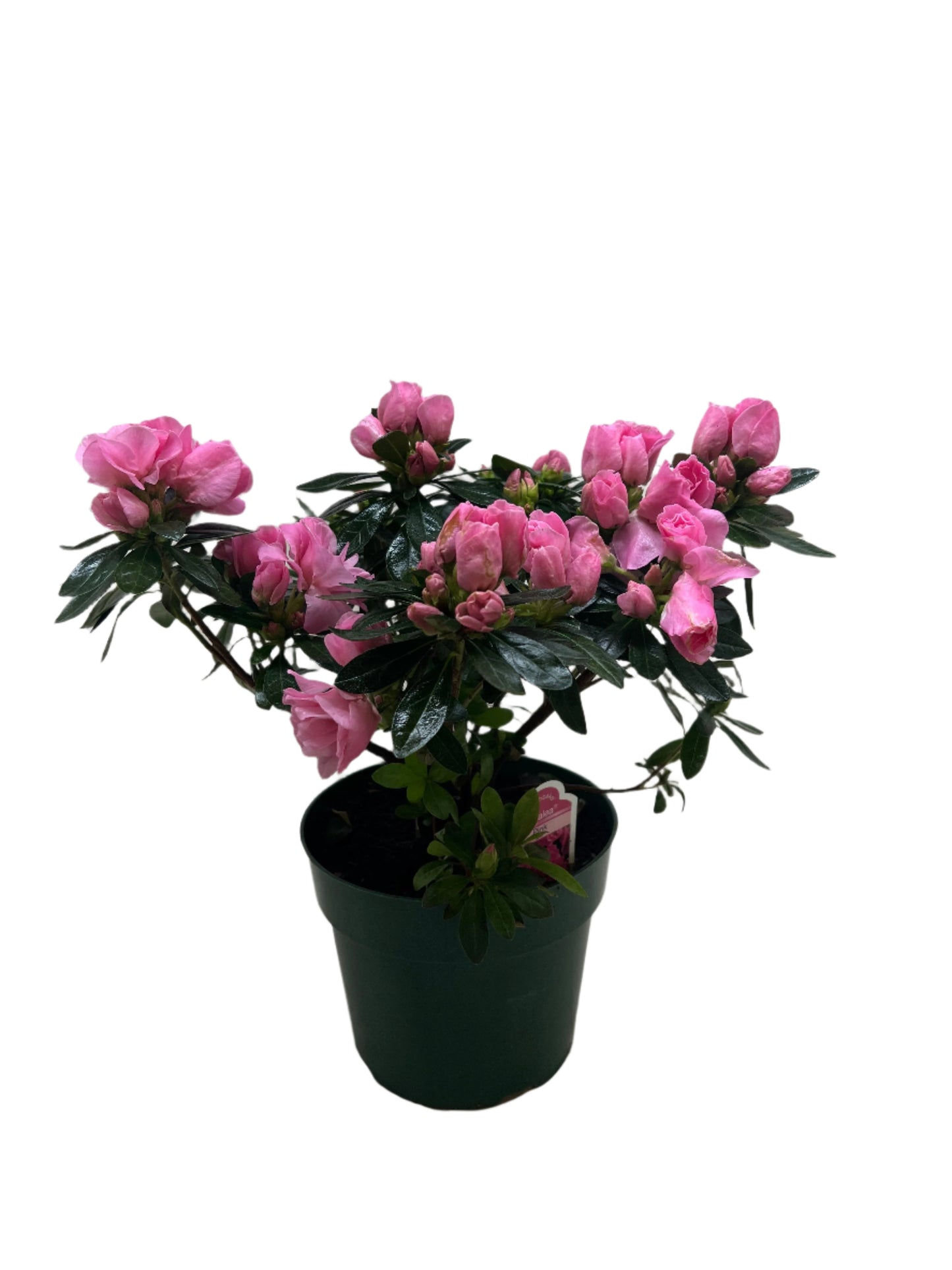 Azalea (Rhododendron)