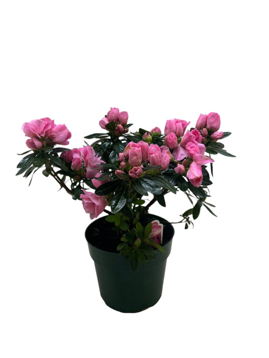 Azalea (Rhododendron)