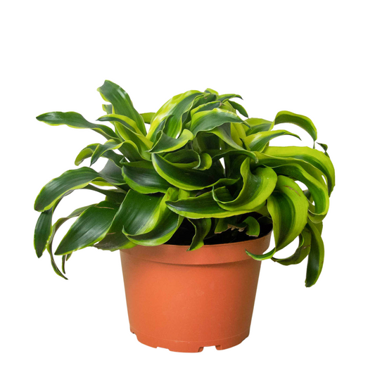 Dracaena 'Tornado'