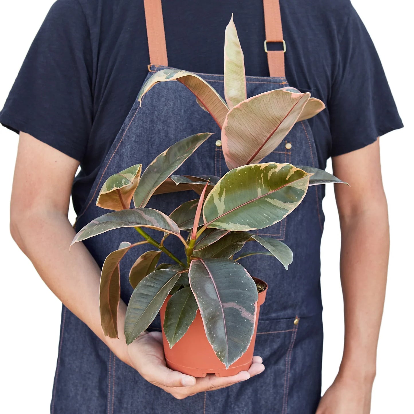 Rubber Plant Ficus Elastica 'Ruby Pink'