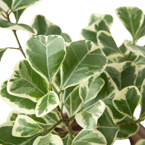 Rubber Plant Ficus Elastica 'Triangularis' Variegated