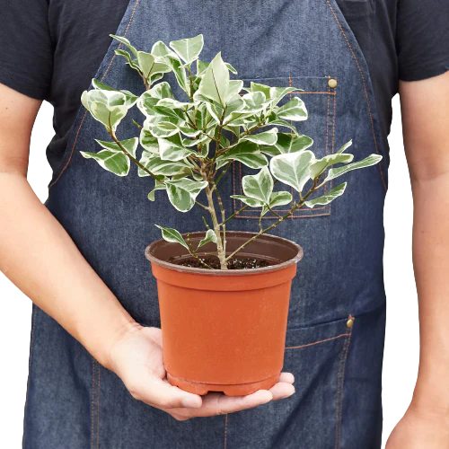 Rubber Plant Ficus Elastica 'Triangularis' Variegated