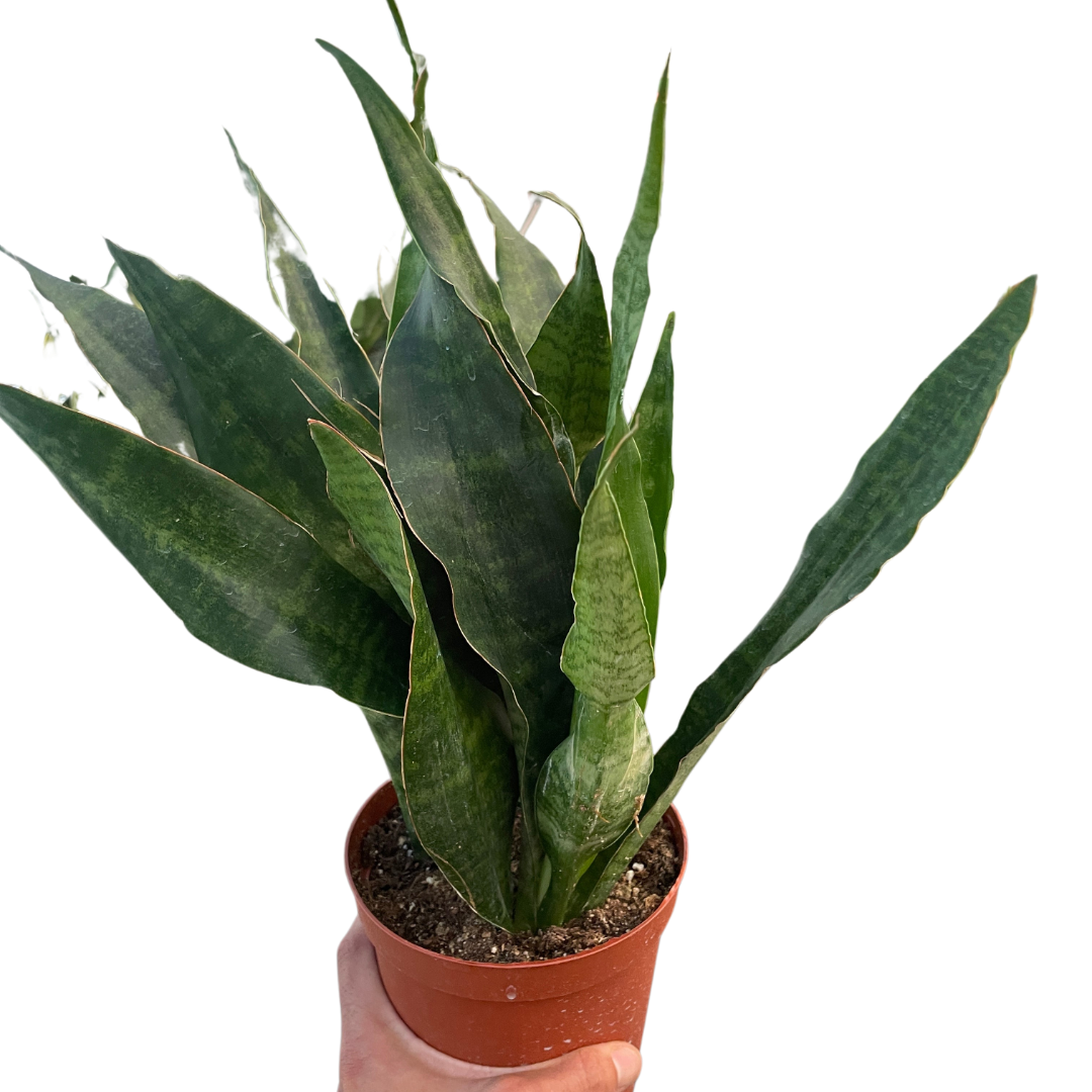 snake plant temp Snake Plant 'Jaboa'