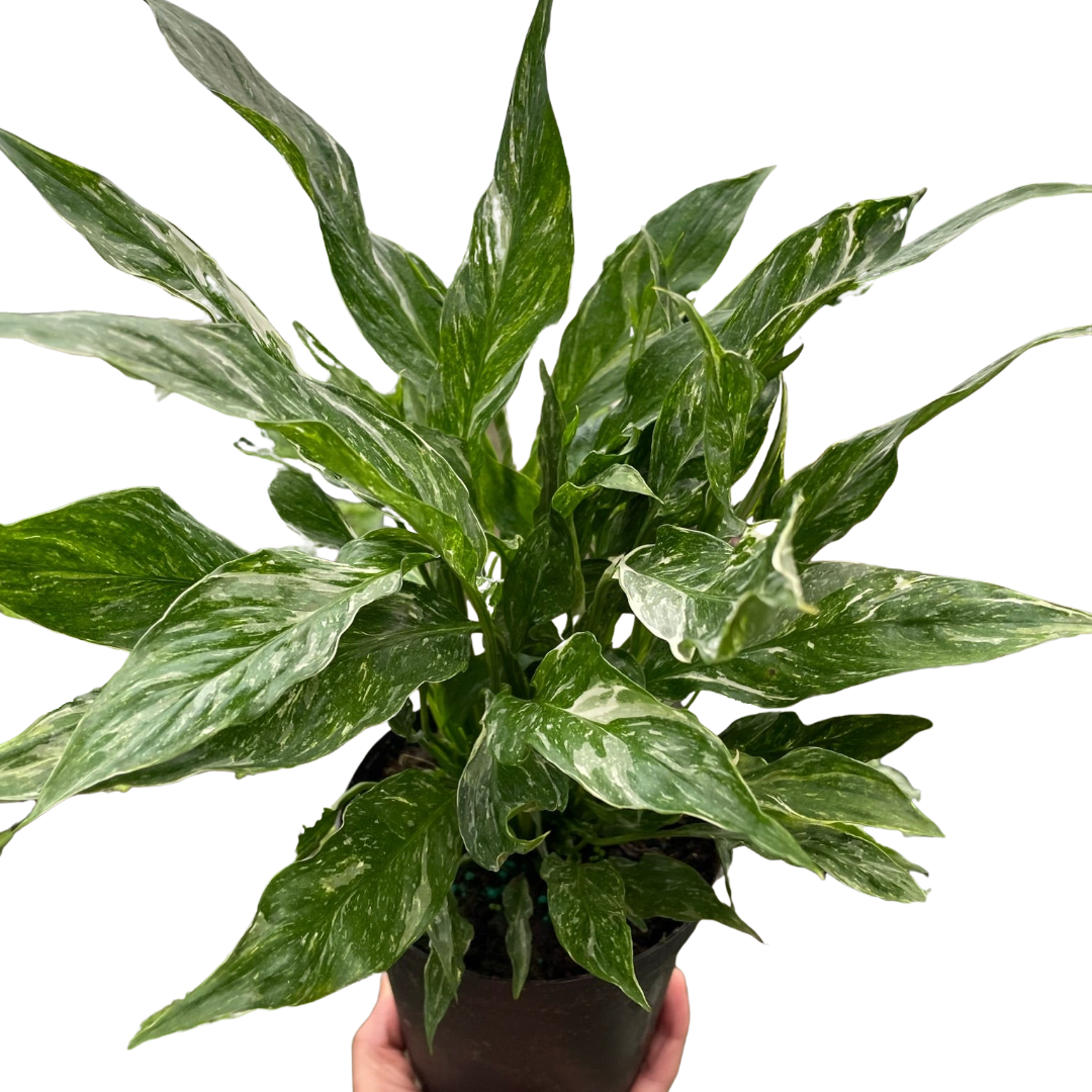 Peace Lily 'Domino'