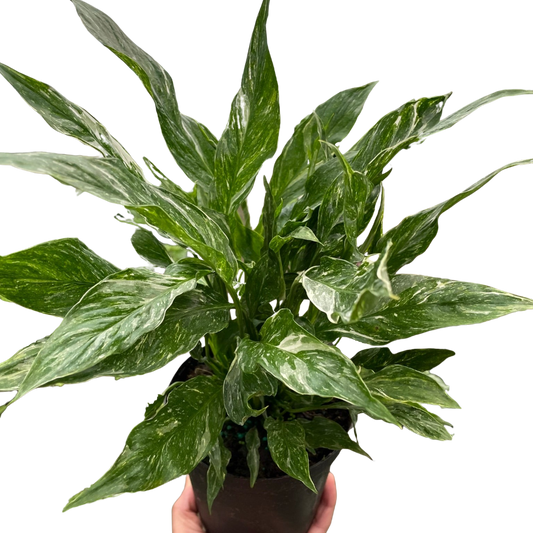 Peace Lily 'Domino'