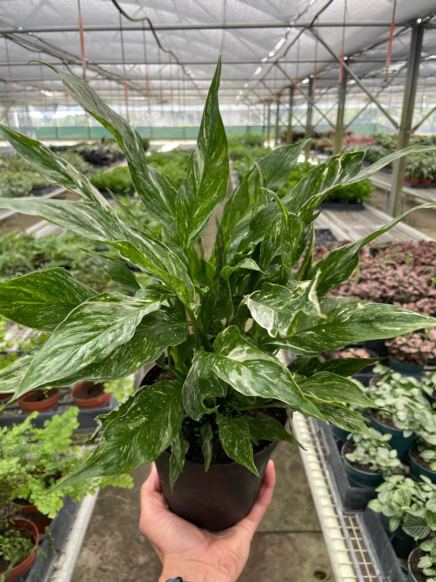 Peace Lily 'Domino'