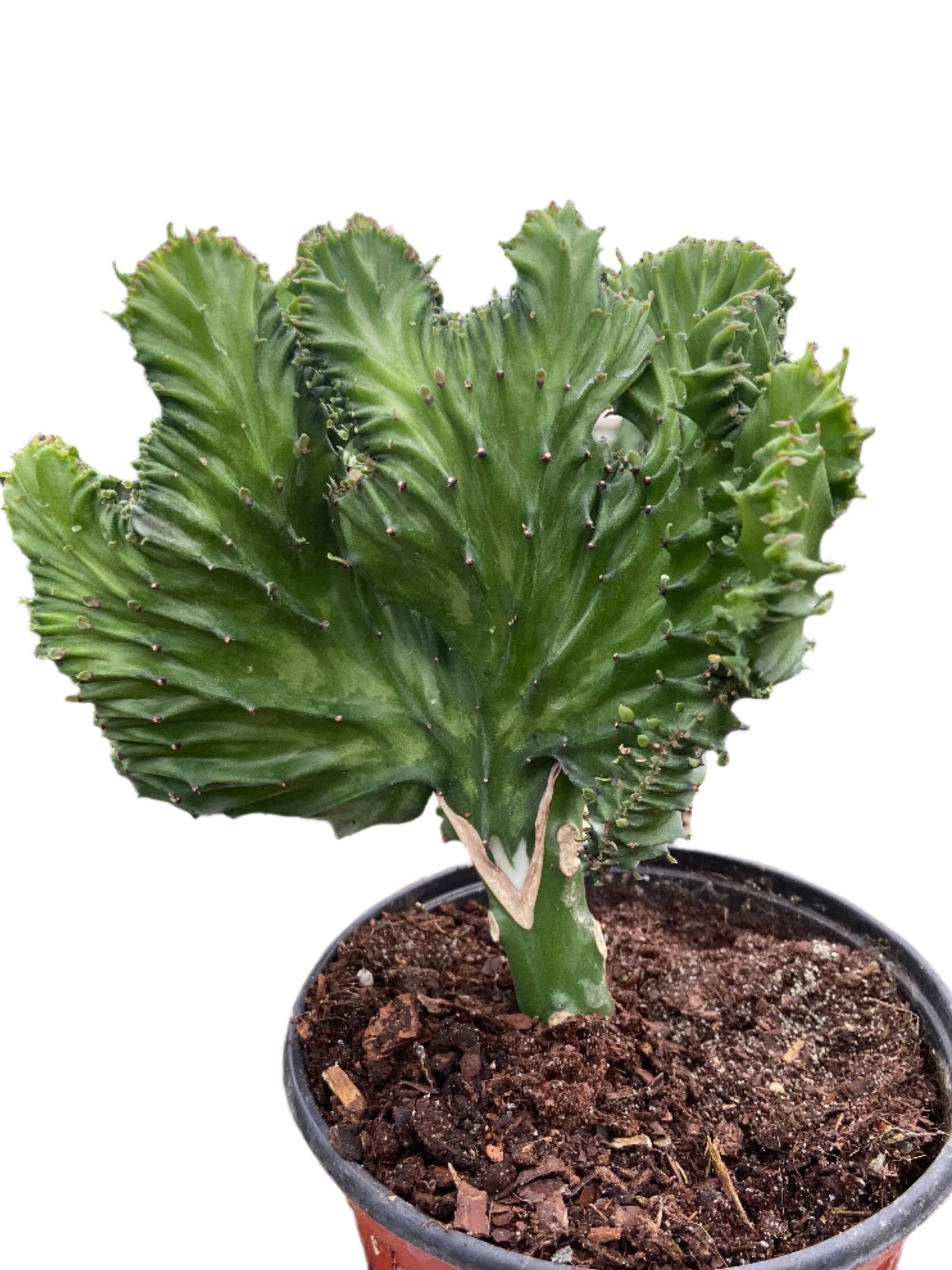 Succulent Euphorbia Lactea Mermaid Tail