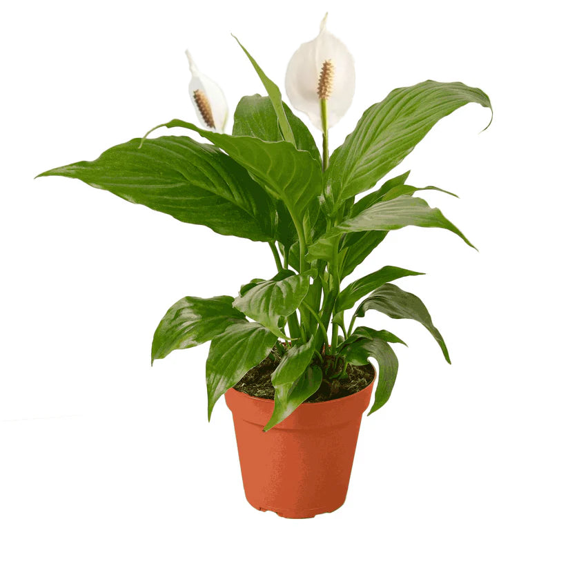 Peace Lily
