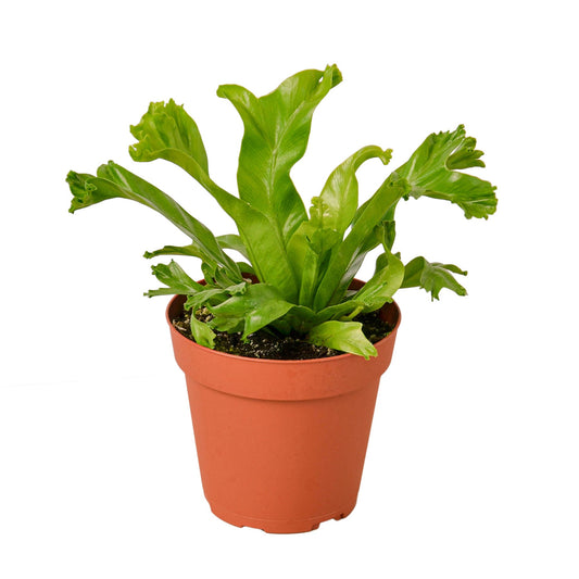 Bird Nest Leslie Fern