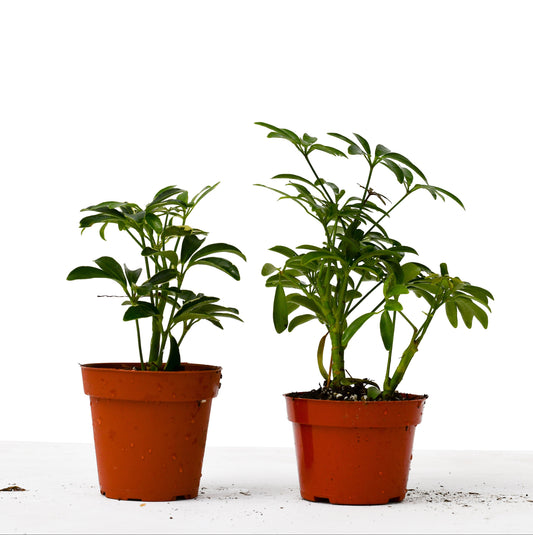 2 Different Schefflera Plants Variety Pack - 4" Pot