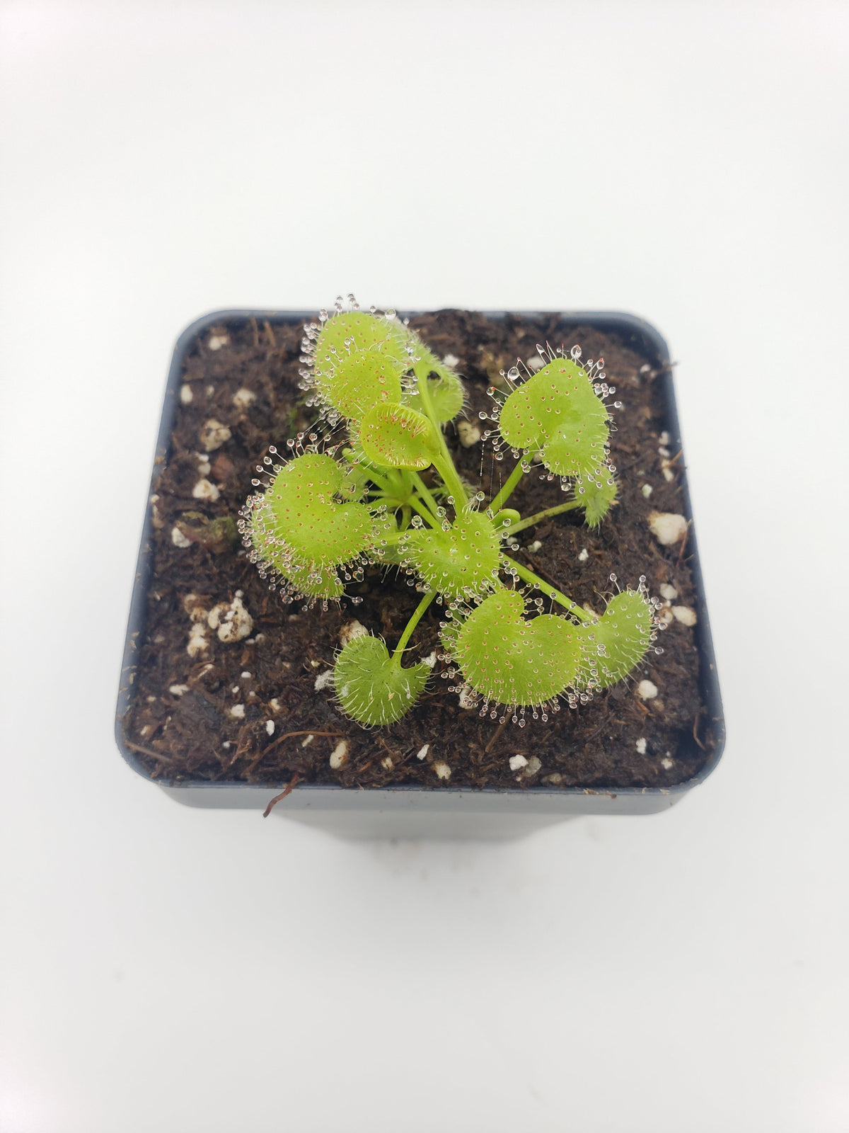 Sundews (Drosera) prolifera -Live carnivorous plant-