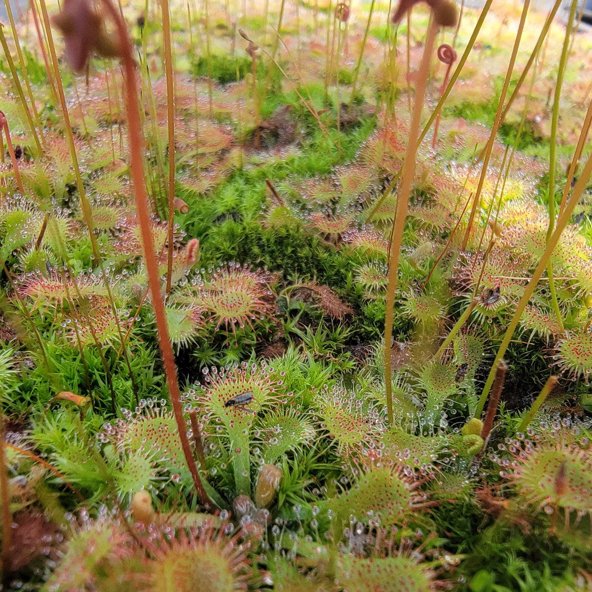 Sundews (Drosera) tokaiensis