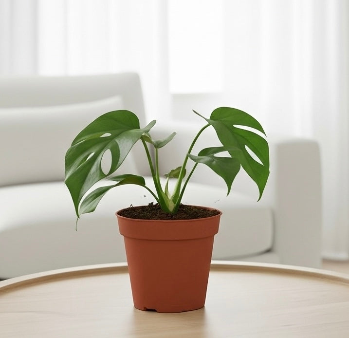 philodendron minima vs monstera minima Mini Monstera 4in 1pk