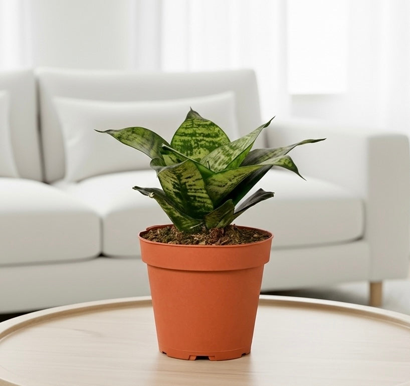 The Snobby Leaf | Snake Plant Black Robusta - 4 inch Pot