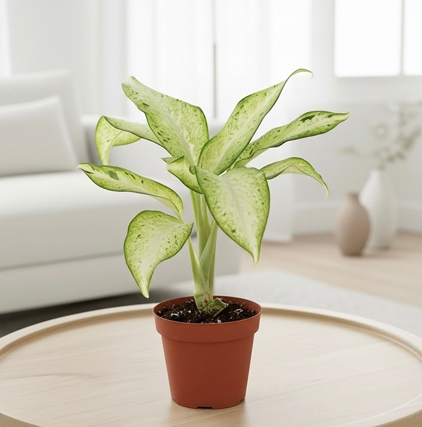 dieffenbachia camouflage variant Dieffenbachia Camouflage