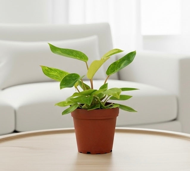 philodendron painted lady kaufen The Snobby Leaf | Philodendron 'Painted Lady' - 4 inch Pot