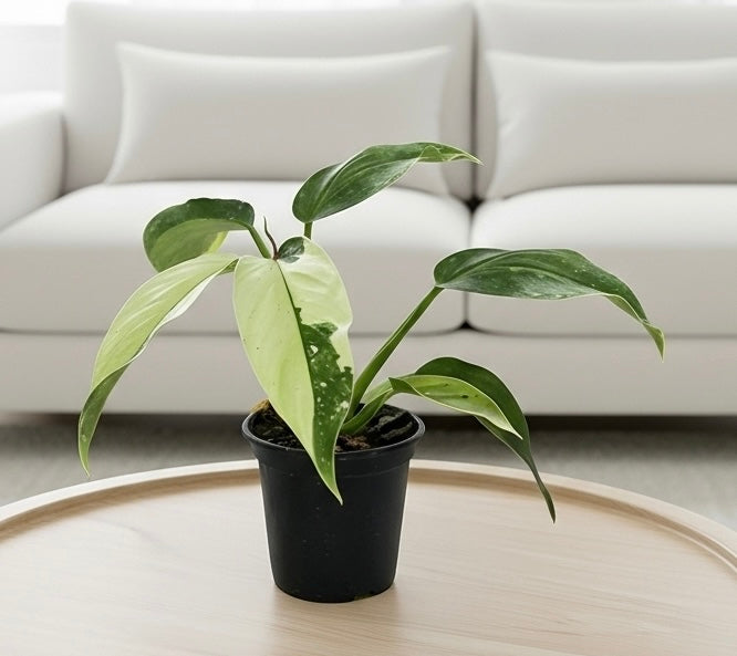 philodendron imbe vs jose bueno Philodendron Jose Bueno – RootGrowings