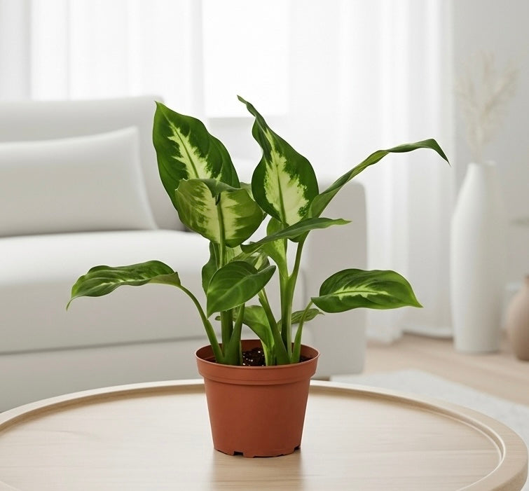 dieffenbachia camille size Dieffenbachia Camille